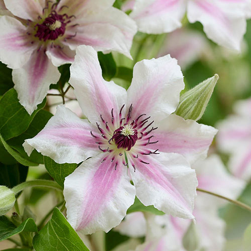 Patio Clematis Ithemba