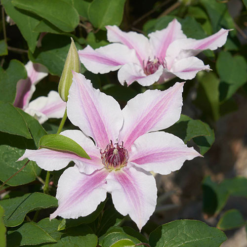 Patio Clematis Ithemba Patio Clematis Ithemba