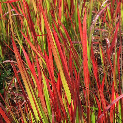 Imperata Red Baron - Blood Grass Imperata Red Baron - Blood Grass