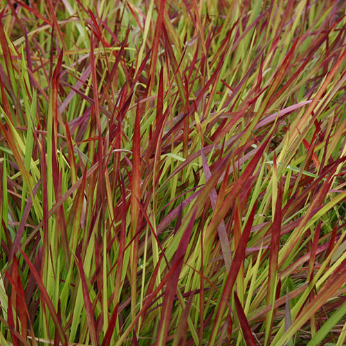 Imperata Red Baron - Blood Grass Imperata Red Baron - Blood Grass