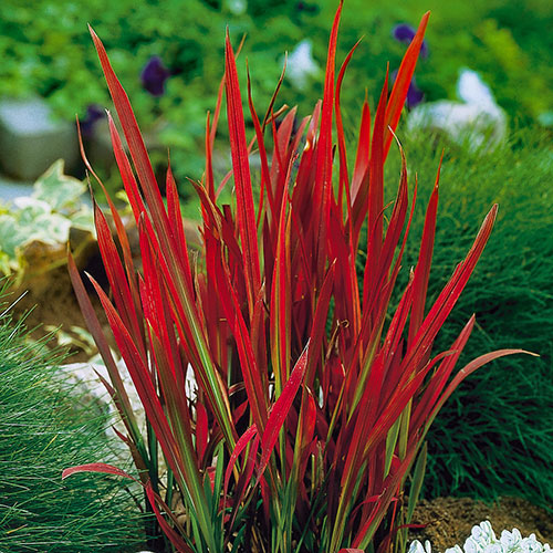 Imperata Red Baron - Blood Grass