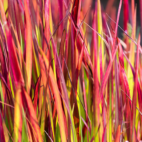 Imperata Red Baron - Blood Grass Imperata Red Baron - Blood Grass