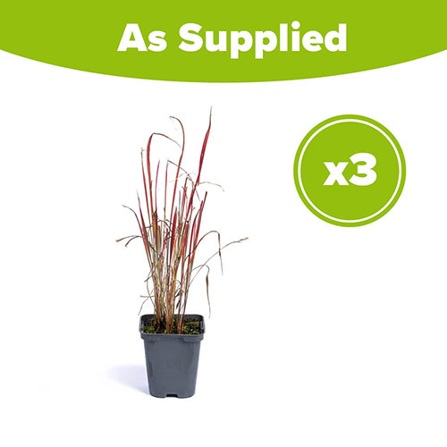 Imperata Red Baron - Blood Grass Imperata Red Baron - Blood Grass