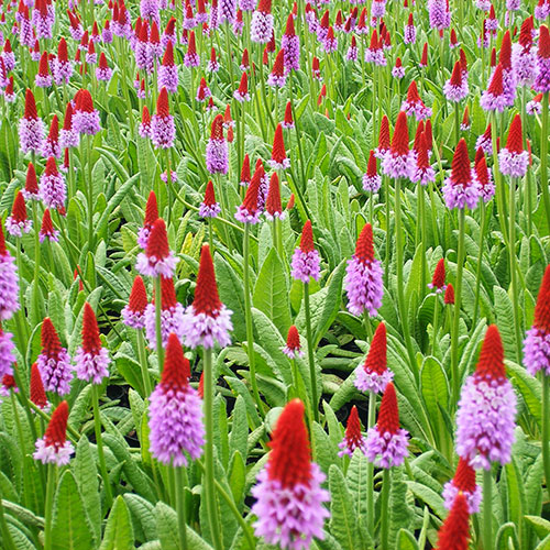Primula vialii Red Hot Poker Primrose Primula vialii Red Hot Poker Primrose