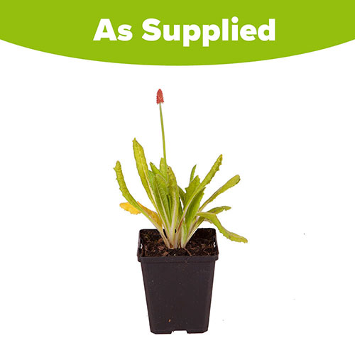 Primula vialii Red Hot Poker Primrose Primula vialii Red Hot Poker Primrose