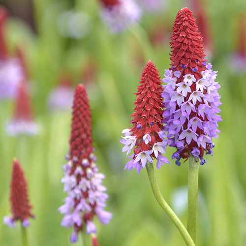 Primula vialii Red Hot Poker Primrose Primula vialii Red Hot Poker Primrose