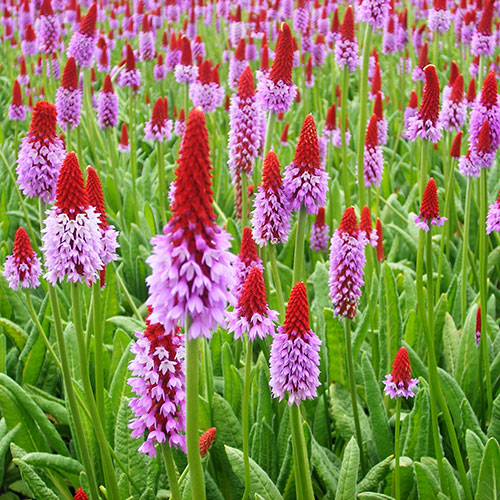 Primula vialii Red Hot Poker Primrose Primula vialii Red Hot Poker Primrose