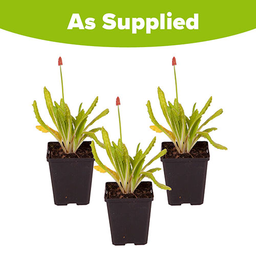 Primula vialii Red Hot Poker Primrose Primula vialii Red Hot Poker Primrose