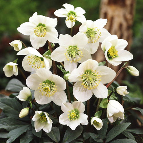 Christmas Roses Helleborus niger Christmas Roses Helleborus niger