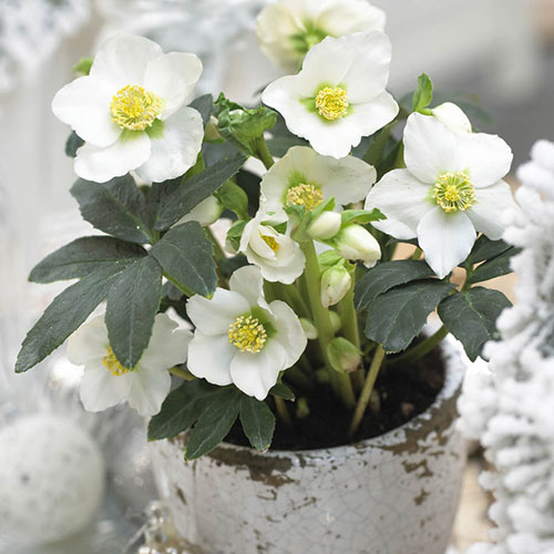 Christmas Roses Helleborus niger Christmas Roses Helleborus niger