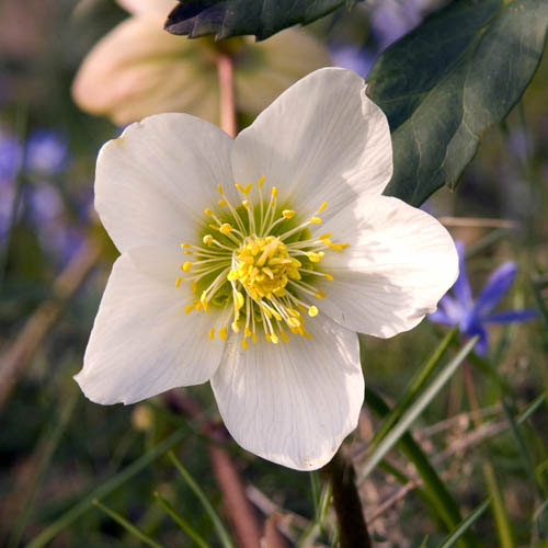 Christmas Roses Helleborus niger Christmas Roses Helleborus niger
