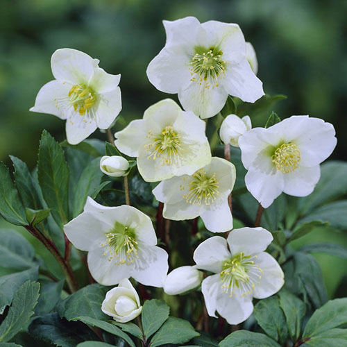 Christmas Roses Helleborus niger Christmas Roses Helleborus niger