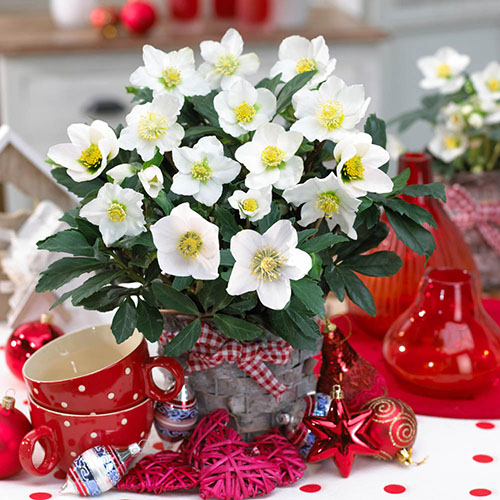 Christmas Roses Helleborus niger Christmas Roses Helleborus niger