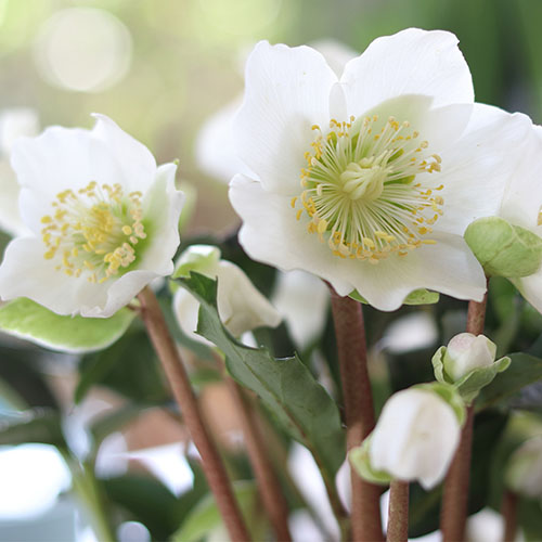 Christmas Roses Helleborus niger Christmas Roses Helleborus niger