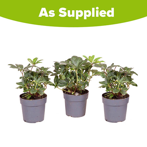 Christmas Roses Helleborus niger Christmas Roses Helleborus niger