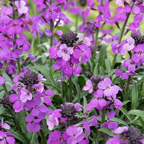 Wallflower Erysimum Bowless Mauve