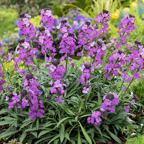 Wallflower Erysimum Bowless Mauve Wallflower Erysimum Bowless Mauve