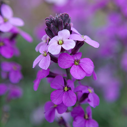 Wallflower Erysimum Bowless Mauve Wallflower Erysimum Bowless Mauve