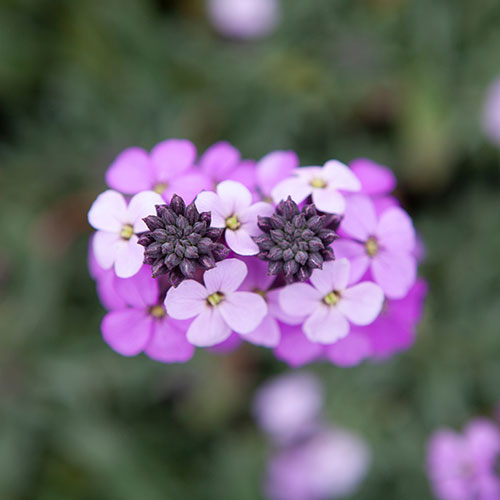 Wallflower Erysimum Bowless Mauve Wallflower Erysimum Bowless Mauve