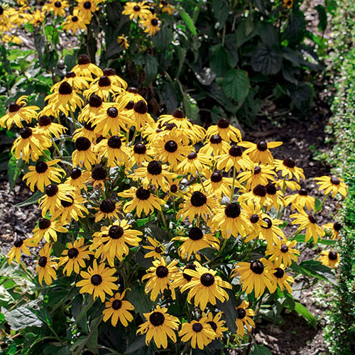 Rudbeckia Goldsturm Rudbeckia Goldsturm