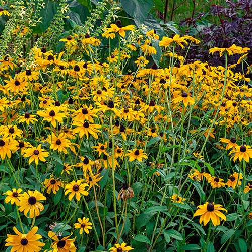 Rudbeckia Goldsturm Rudbeckia Goldsturm