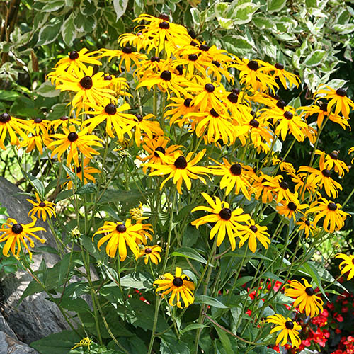 Rudbeckia Goldsturm Rudbeckia Goldsturm