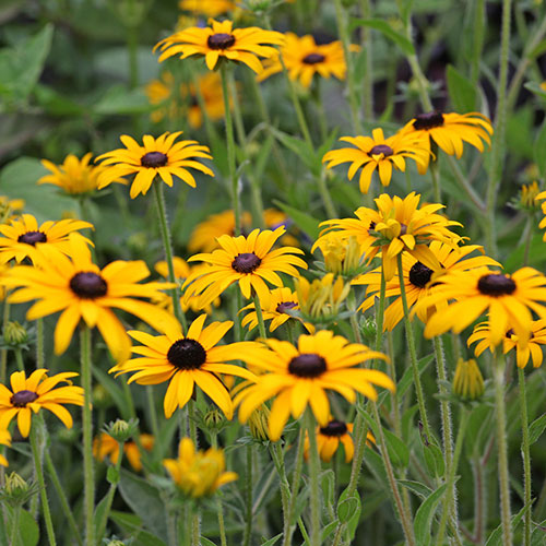 Rudbeckia Goldsturm
