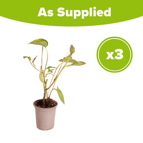 Rudbeckia Goldsturm Rudbeckia Goldsturm