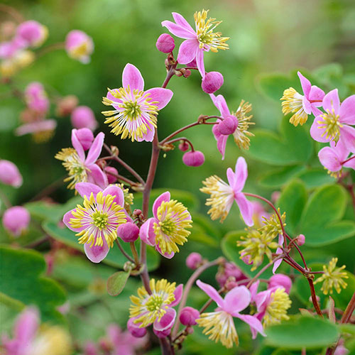 Thalictrum rochebruneanum Meadow Rue