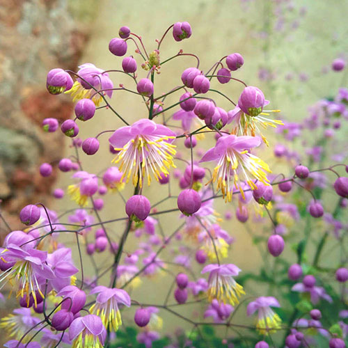 Thalictrum rochebruneanum Meadow Rue Thalictrum rochebruneanum Meadow Rue