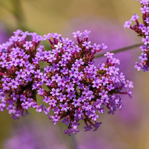 Verbena bonariensis Verbena bonariensis