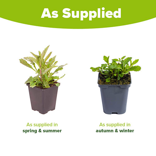 Verbena bonariensis Verbena bonariensis