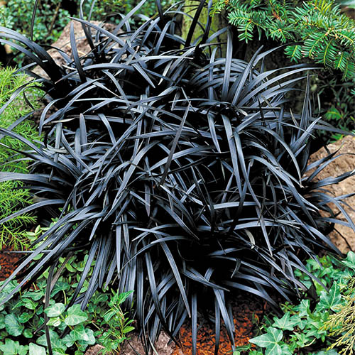 Ophiopogon Black Dragon Grass Ophiopogon Black Dragon Grass
