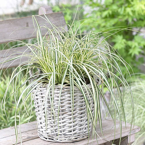 Ornamental Grasses Collection Ornamental Grasses Collection