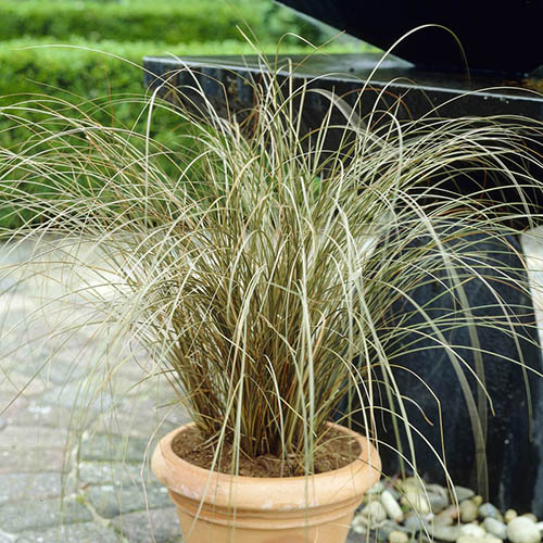 Ornamental Grasses Collection Ornamental Grasses Collection