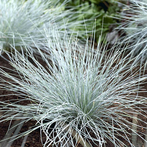 Ornamental Grasses Collection Ornamental Grasses Collection