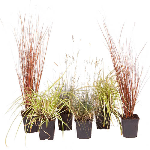 Ornamental Grasses Collection Ornamental Grasses Collection