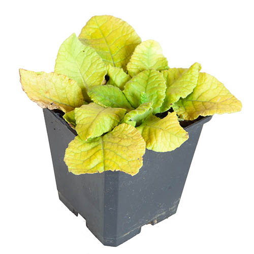 Cowslip, Primula veris Cowslip, Primula veris