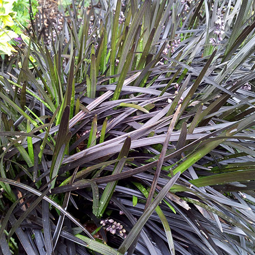 Ophiopogon Black Dragon Grass Ophiopogon Black Dragon Grass