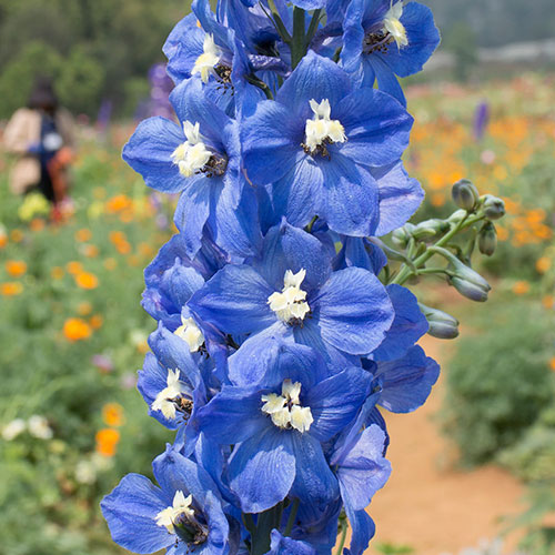 Delphinium Blue Bird Delphinium Blue Bird