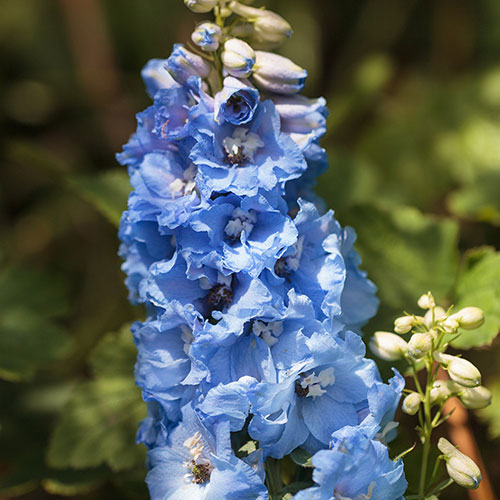 Delphinium Blue Bird Delphinium Blue Bird