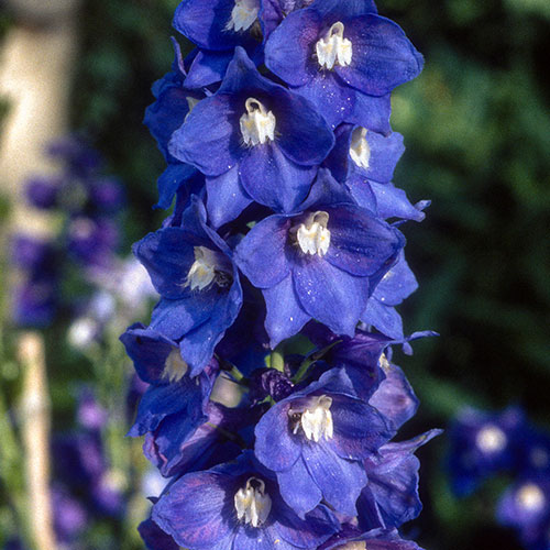 Delphinium Blue Bird Delphinium Blue Bird