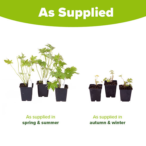 Delphinium Collection Delphinium Collection