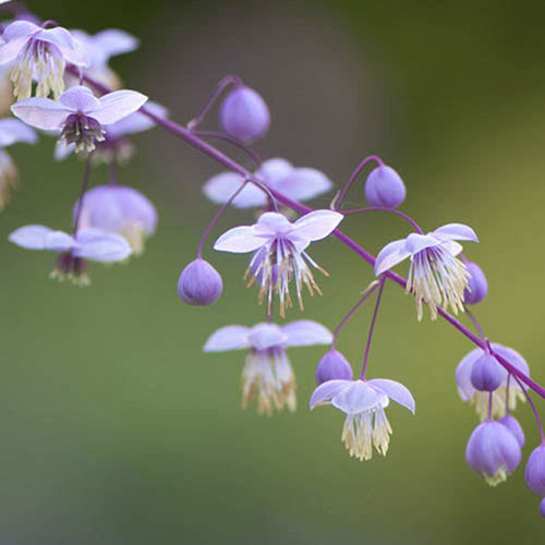 Thalictrum rochebraunianum Thalictrum rochebraunianum