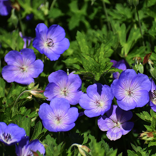 Geranium Rozanne Geranium Rozanne