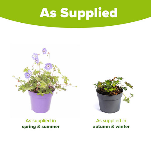 Geranium Rozanne Geranium Rozanne