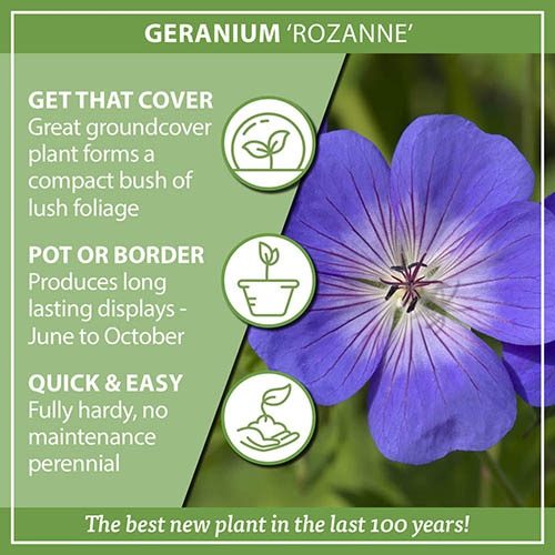 Geranium Rozanne Geranium Rozanne