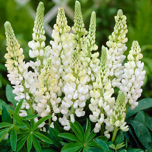 Lupin Gallery White