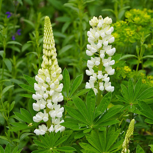 Lupin Gallery White Lupin Gallery White