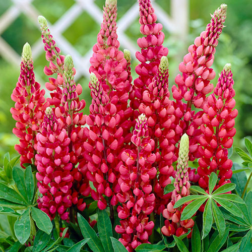 Lupin Gallery Red